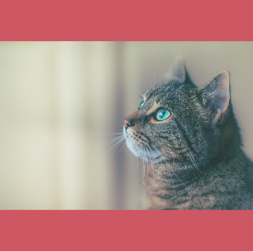 Sterilisatie_van_katten
