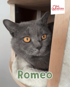 Romeo