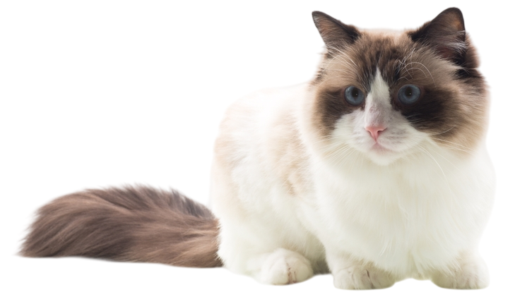 inner-cat-Photoroom