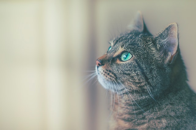 james-sutton-dQ5G0h7sLno-unsplash