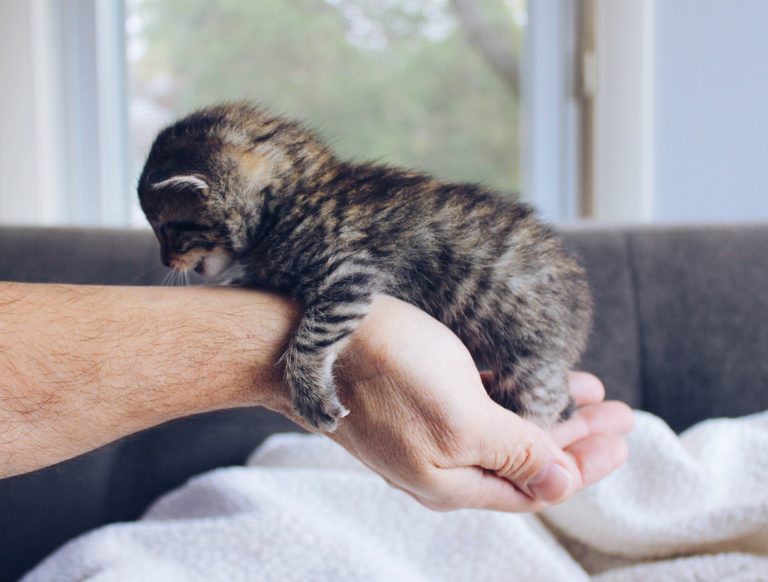 the-lucky-neko-wxobdzVMzpQ-unsplash-1-768x582
