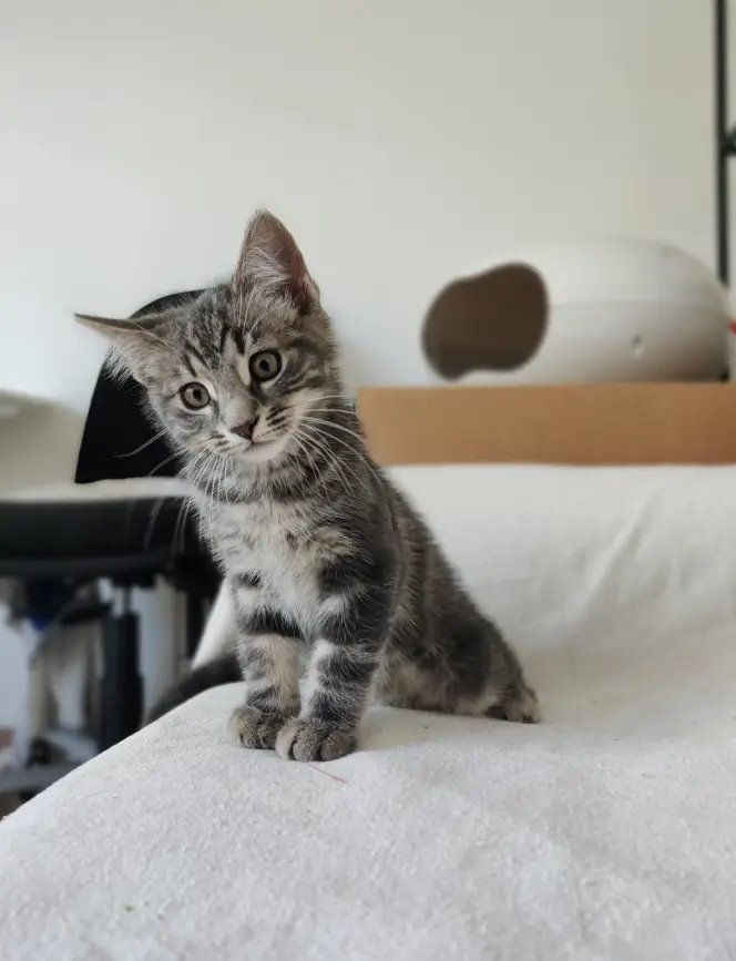 adoptievoorwaarden_1