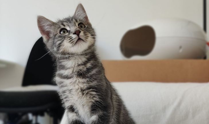 kittens_1