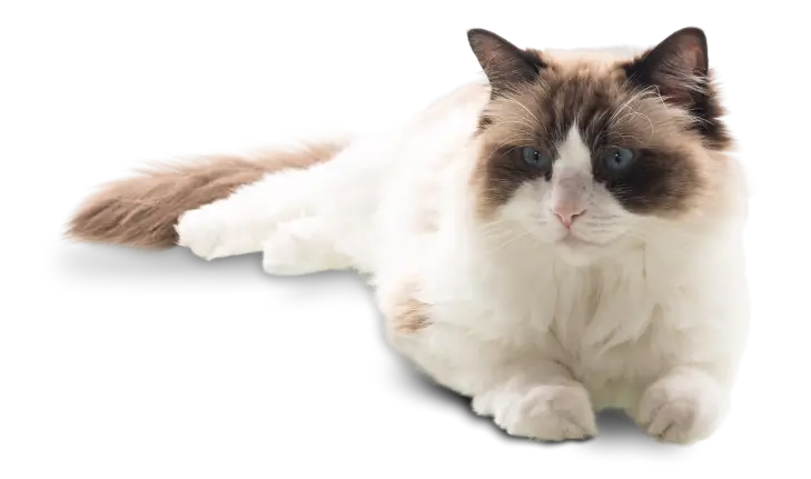 cat_final